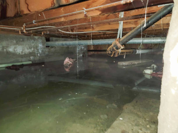 Best Carpet water damage restoration  in Falls Creek, PA